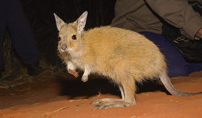 Emergency translocation success – saving the Mala - Australian Geographic