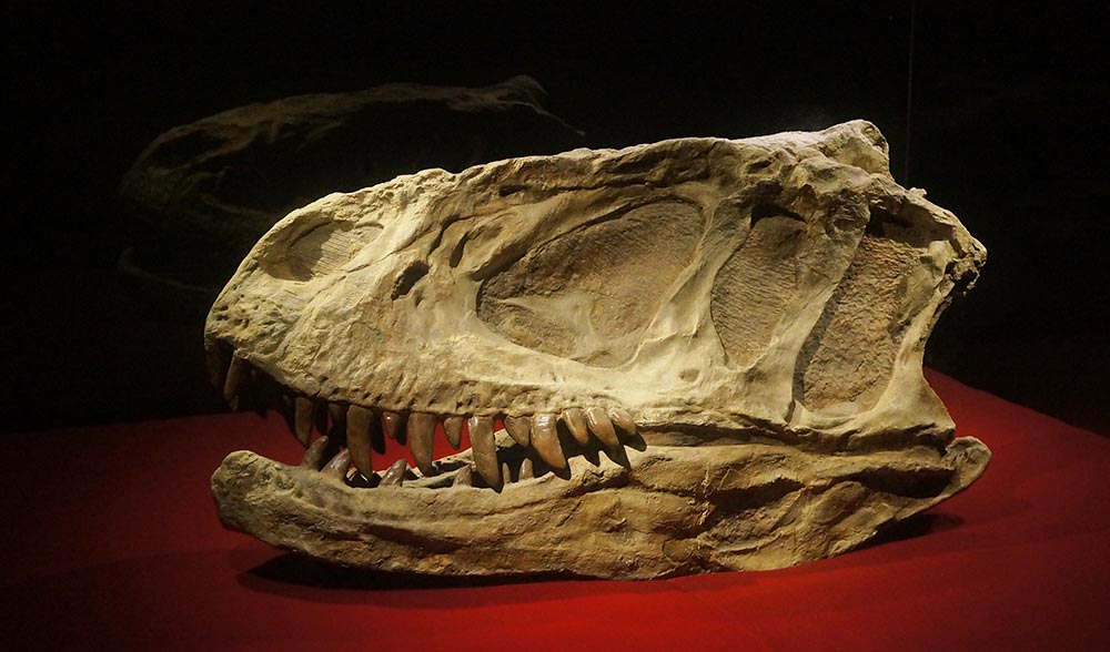 Uncovering dinosaurs in China - Australian Geographic