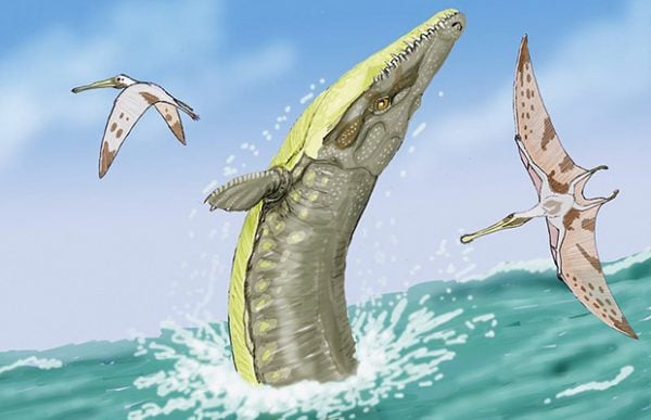 Ancient crocs came in all shapes and sizes - Australian Geographic