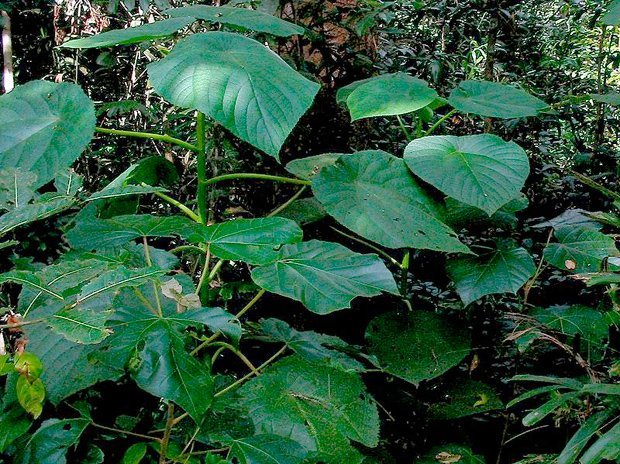 Gallery: The Most Poisonous Plants In Australia - Australian Geographic