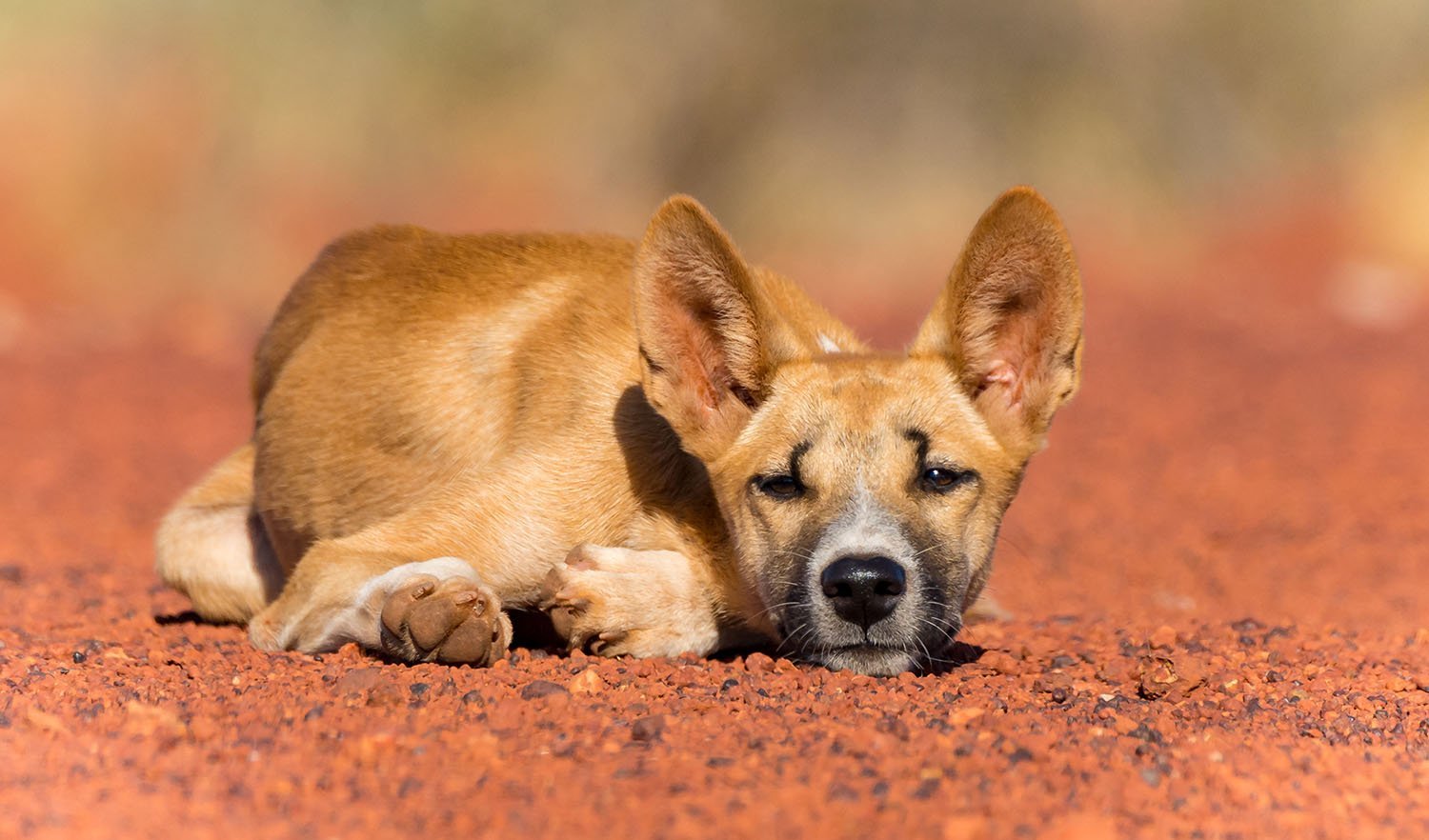 A Unique Insights into Australia`s Top Land Predator - The Dingo