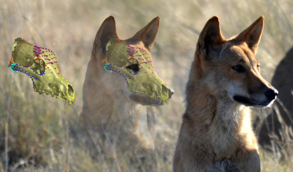 Scientists find dingoes genetically different from domestic dogs
