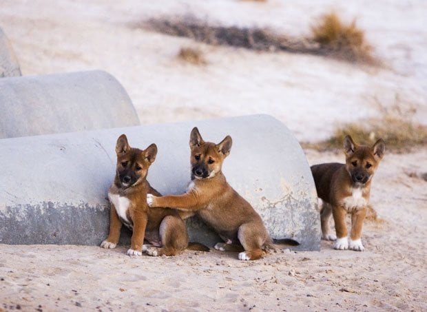 Gallery: Australia\'s cutest baby animals - Australian Geographic
