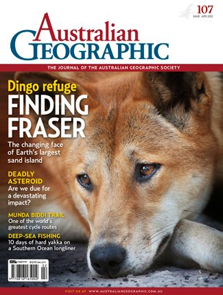 Dingo  National Geographic