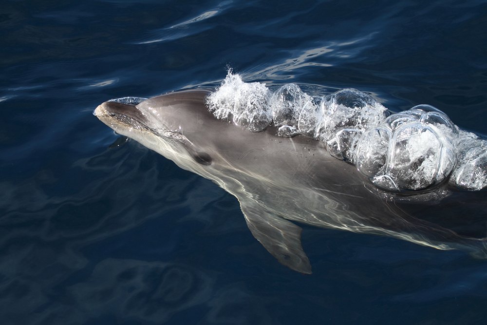 Bottlenose dolphin bubbles - Australian Geographic