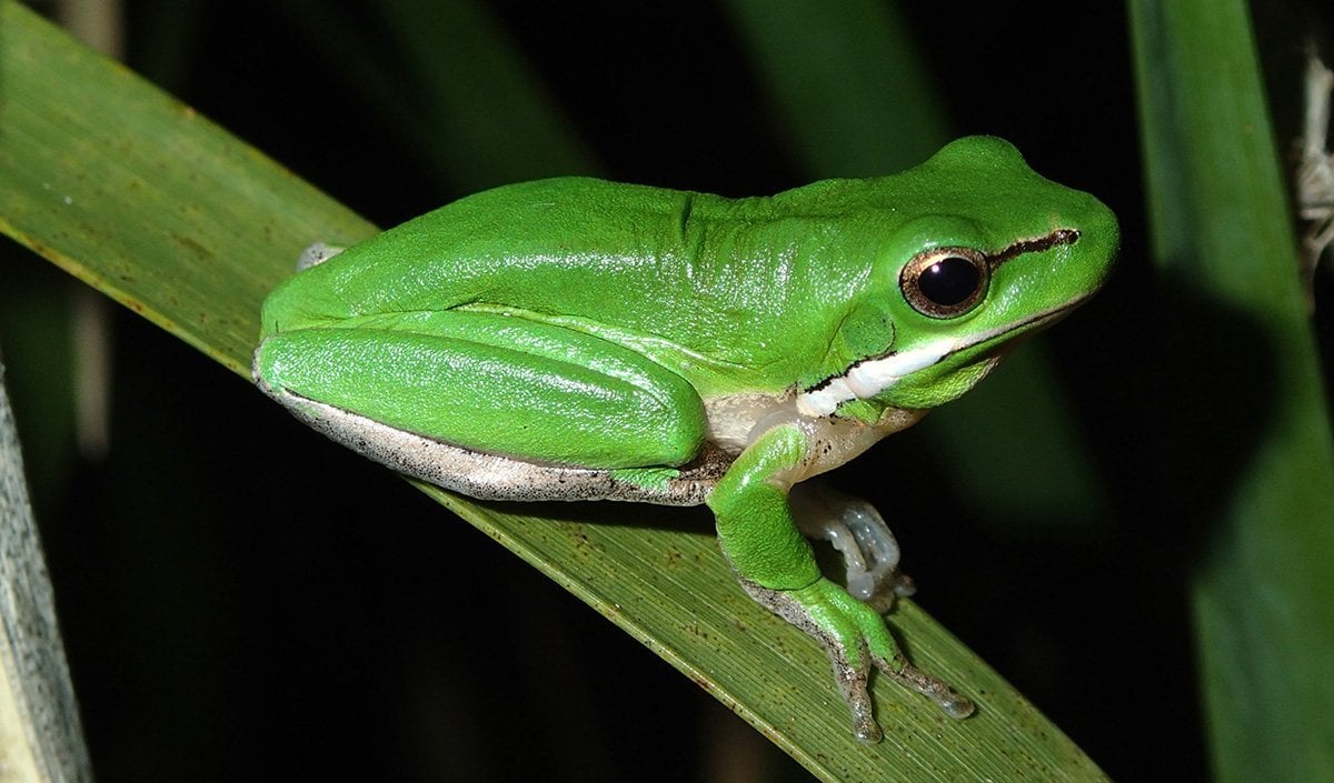 How To Make Your Backyard Frog Friendly Australian Geographic