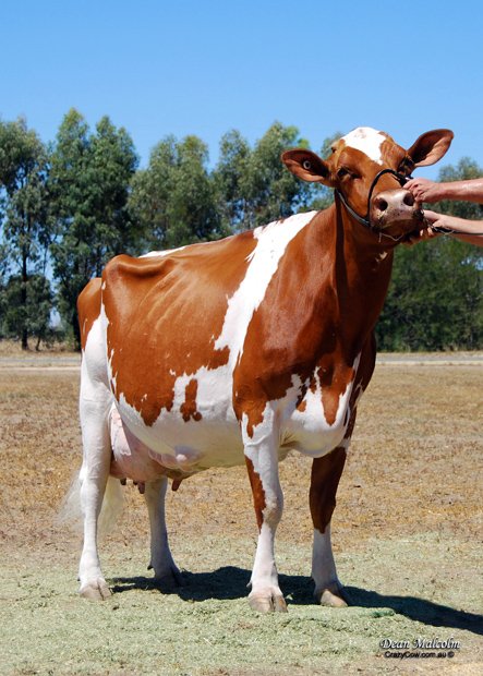 Australian Cattle - Photos All Recommendation