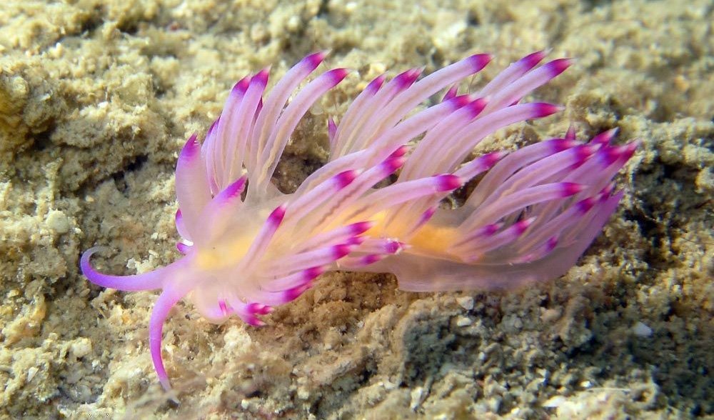 Beguiling Beauties: Nudibranchs - Australian Geographic