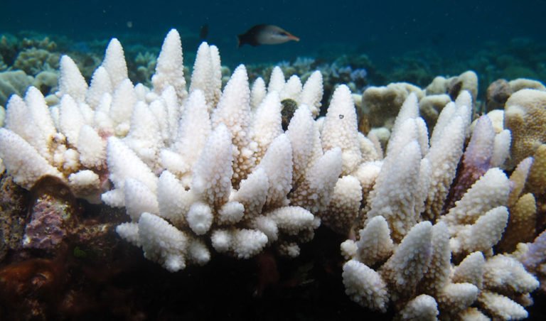 Will the Great Barrier Reef recover from its worst-ever bleaching ...