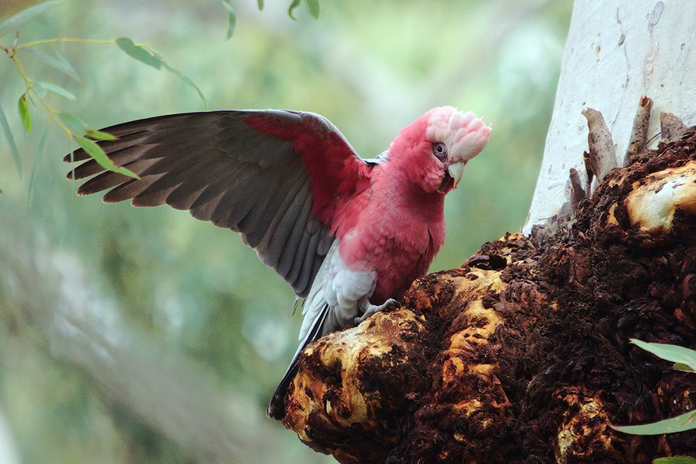 bird watching tours canberra