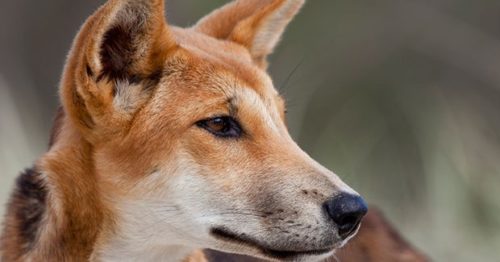 An Identity Crisis for the Australian Dingo