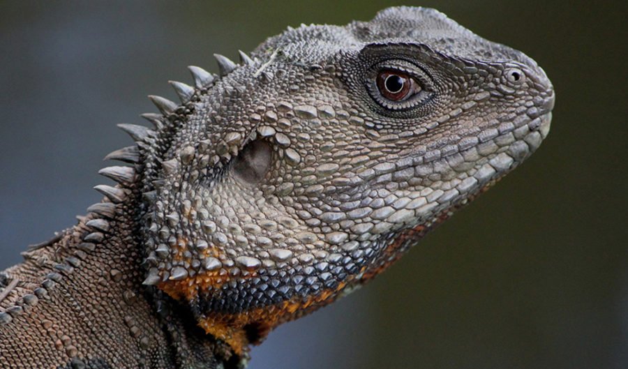 The eye of the water dragon - Australian Geographic