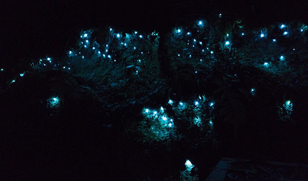 download glow worms in trees