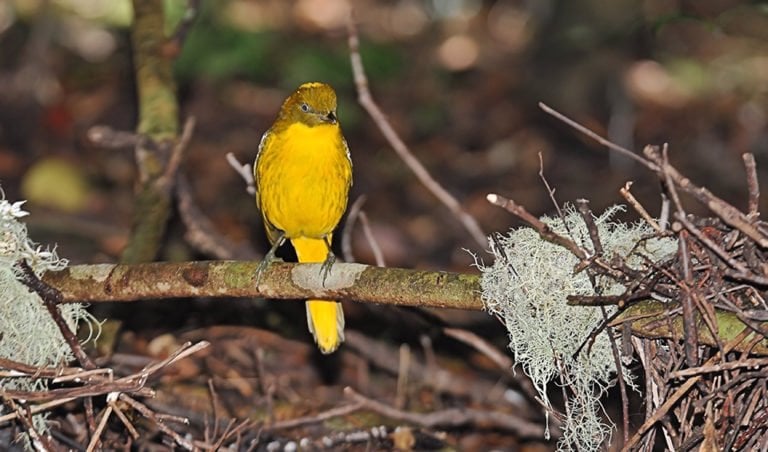 Faithful golden bowerbird an indicator of climate change - Australian ...