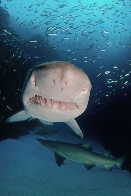 GALLERY: Protecting the grey nurse shark - Australian Geographic