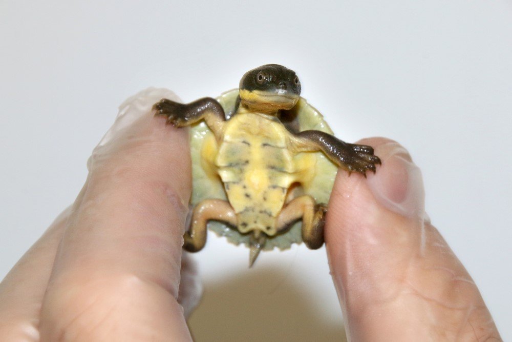 Tiny turtle hatchlings boost conservation effort - Australian Geographic