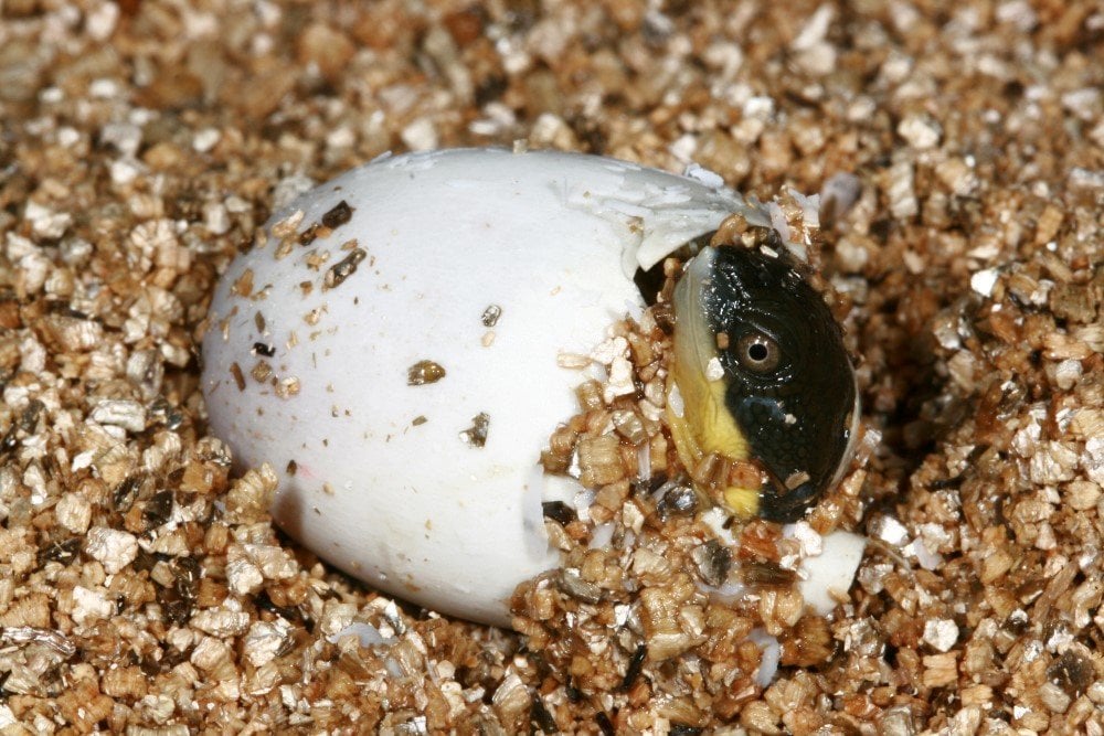 Tiny turtle hatchlings boost conservation effort - Australian Geographic