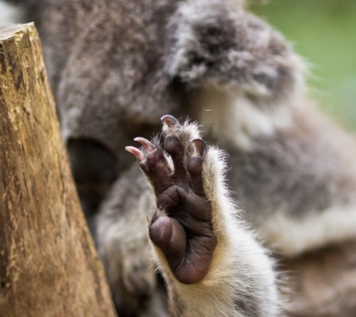 Gallery: Australian Alps' endangered species - Australian Geographic