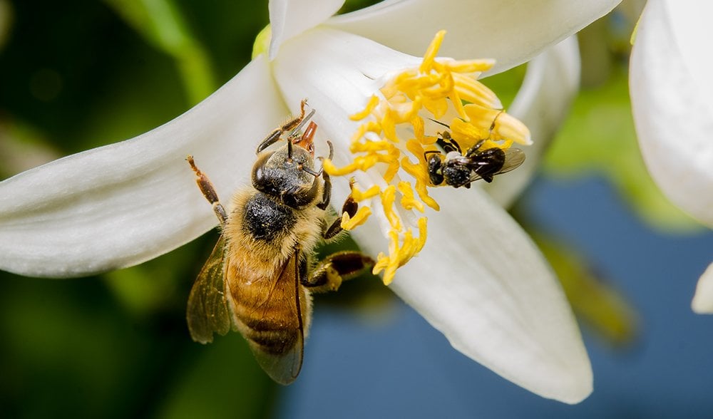 Buzzing with Concern: The Urgent Need for Australian Bee Conservation