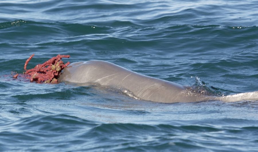 dolphins mating with people