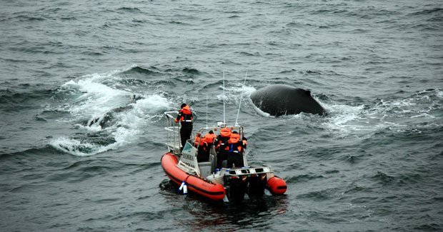 Whale research mission returns from Antarctica - Australian Geographic