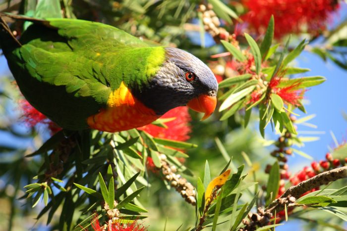 Lorikeet has lunch among the blossoms - Australian Geographic