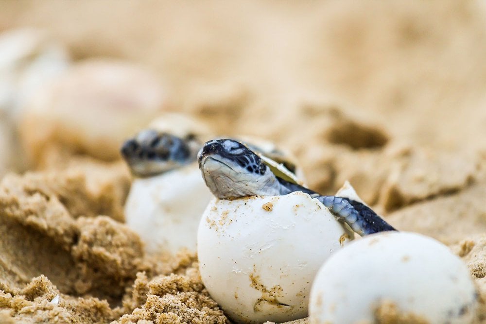 In pictures: green sea turtles make their journey to the sea ...