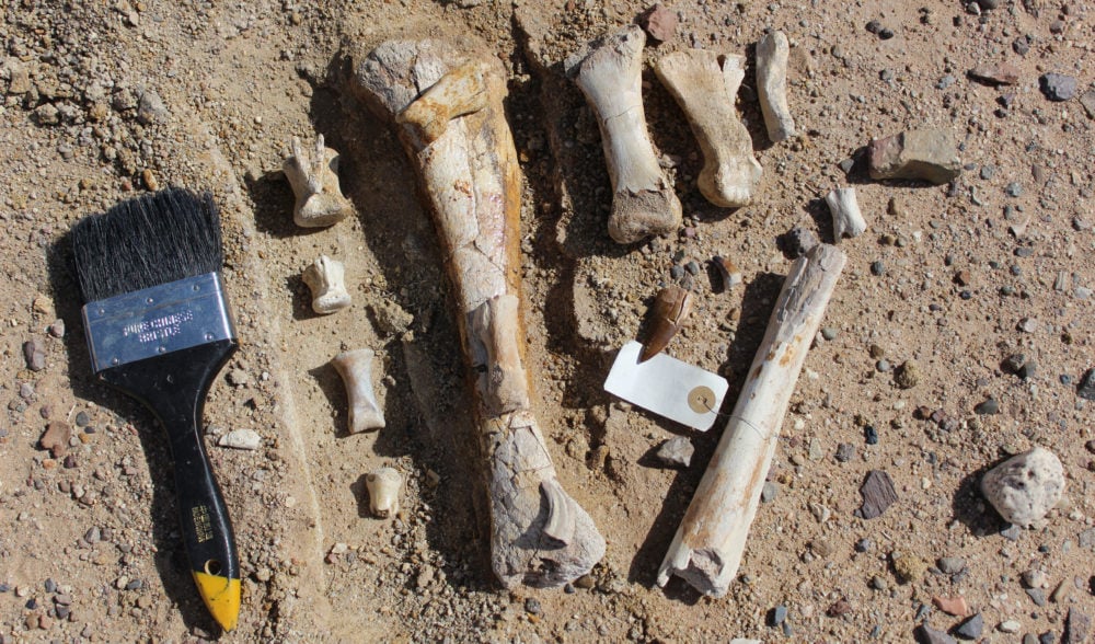 GALLERY: Mongolia Fossil Dig - Australian Geographic