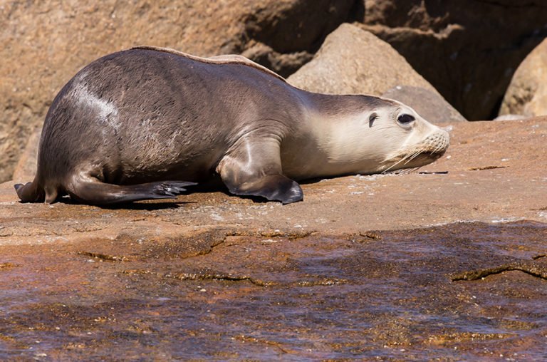 Aussie sun bather: Australian sea lion - Australian Geographic