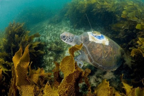 Gallery: The Secret Life Of Green Turtles - Australian Geographic