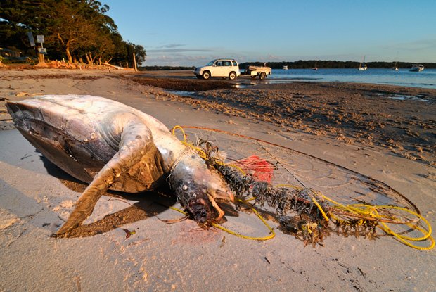 Gallery: The secret life of green turtles - Australian Geographic