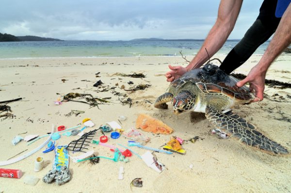 Gallery: The secret life of green turtles - Australian Geographic