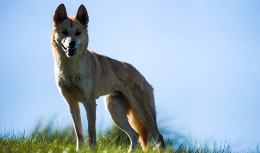 The dingo is a true-blue, native Australian species