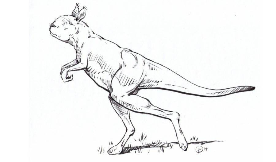 prehistoric kangaroo