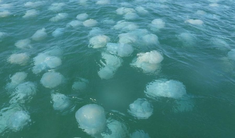 The low-down on common bluebottles - Australian Geographic