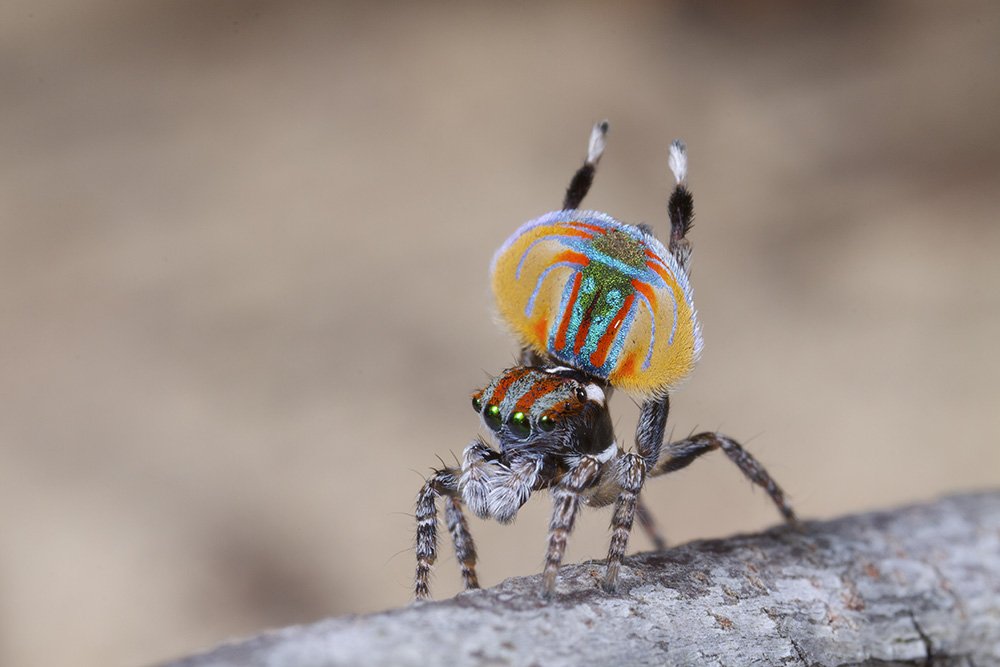 Mentor Bitterhed Rettidig Peacock spiders: tiny dancers - Australian Geographic