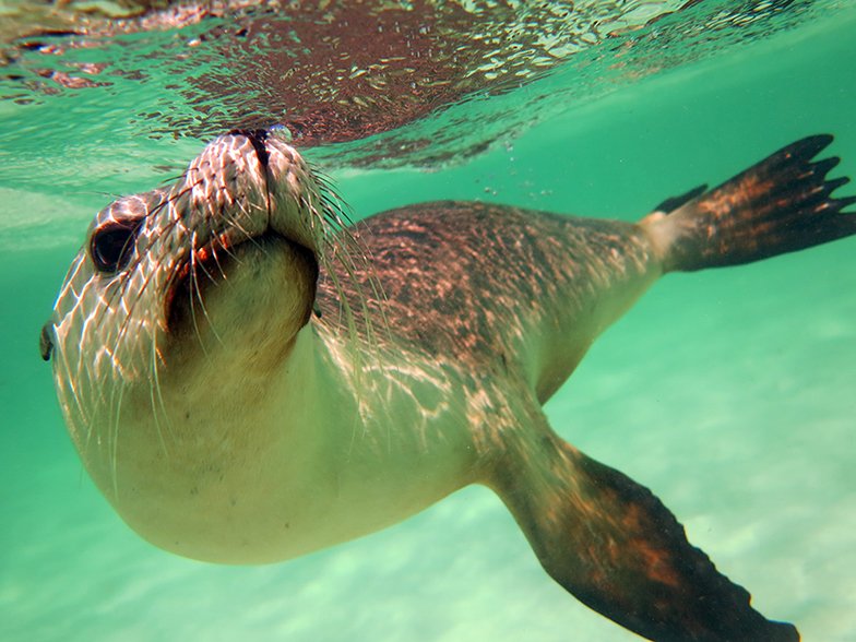 Australian Sea-lion - Australian Geographic