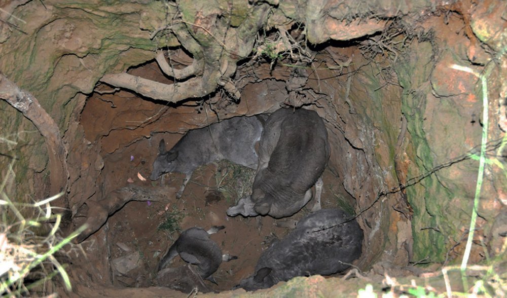 Heroic roo rescue from mine shaft - Australian Geographic