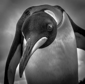 Eye to eye with a king penguin - Australian Geographic