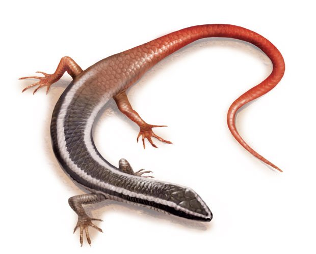 Gallery: Aussie skinks - Australian Geographic