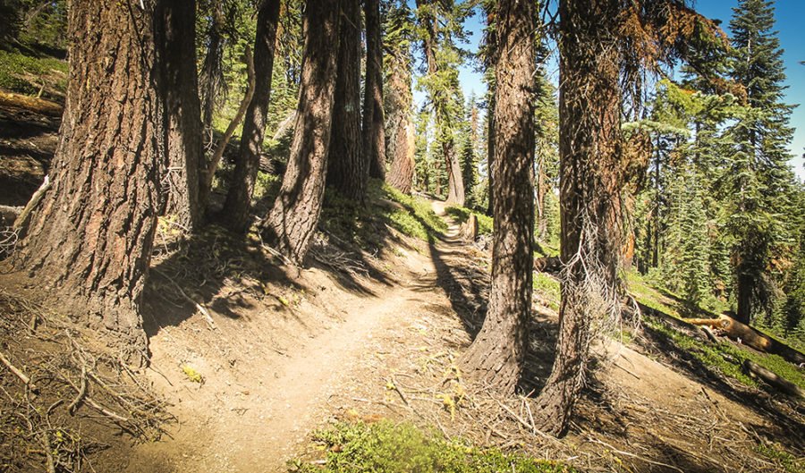 mountain bike tahoe rim trail