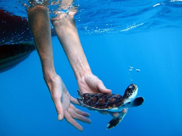 Gallery: Awards for best science and nature photos - Australian Geographic