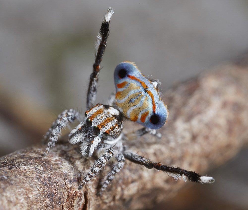 Gallery: tiny, beautiful peacock spiders - Australian Geographic