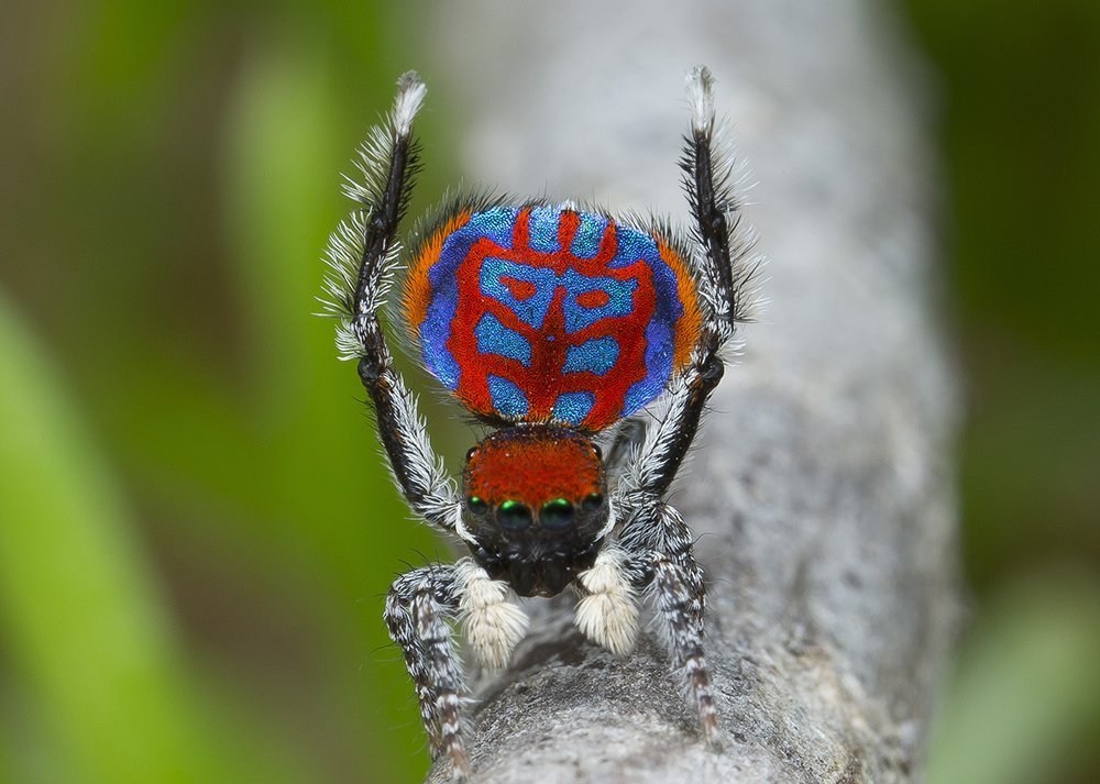 Seven New Species of Australian Peacock Spiders Discovered, Biology