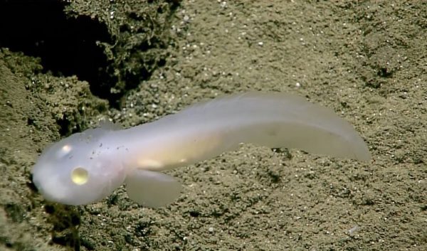 GALLERY: Best images from Marianas Trench expedition - Australian ...