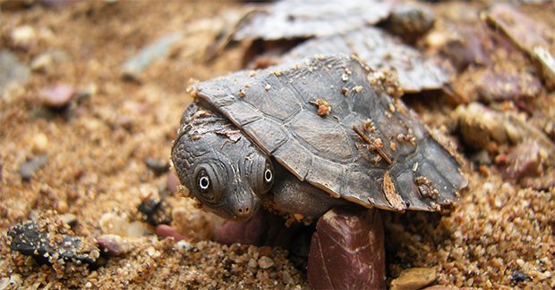 Saving the Mary River turtle - Australian Geographic