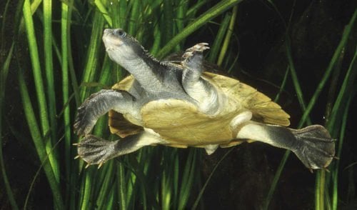 The strange tale of the Mary River turtle - Australian Geographic