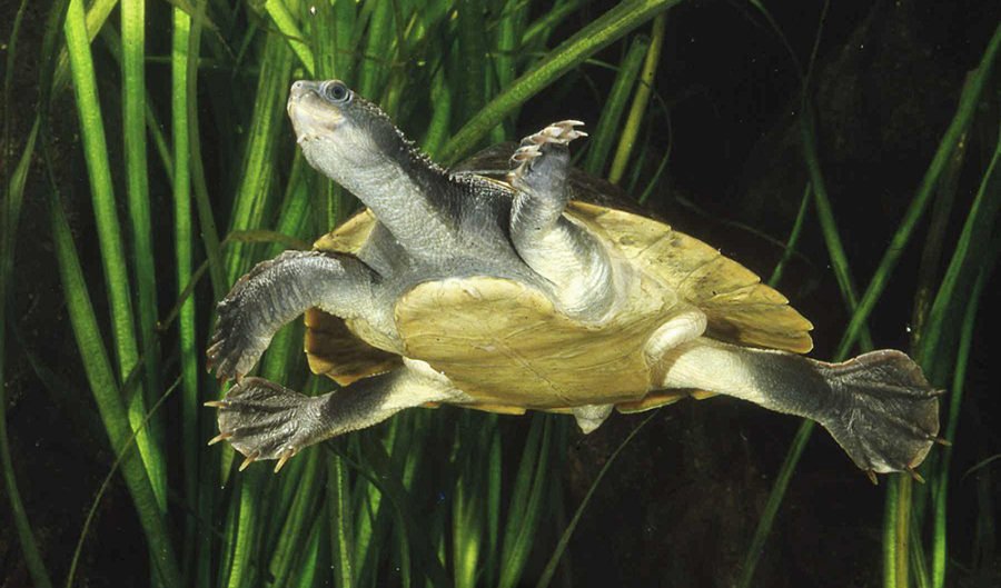 mary river turtle Archives - Australian Geographic