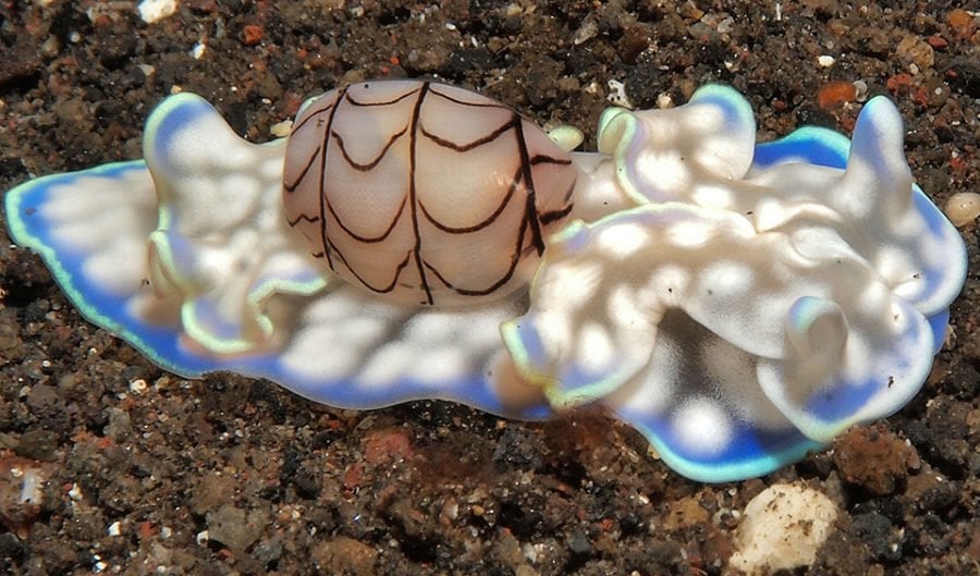 Poisonous Sea Snail