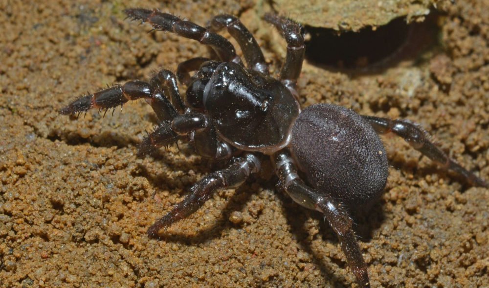 Trapdoor spiders made a 10,000 km journey from Africa to Australia ...